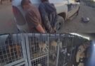 Children’s Arrest Leads to Hundreds of Dogs Being Saved